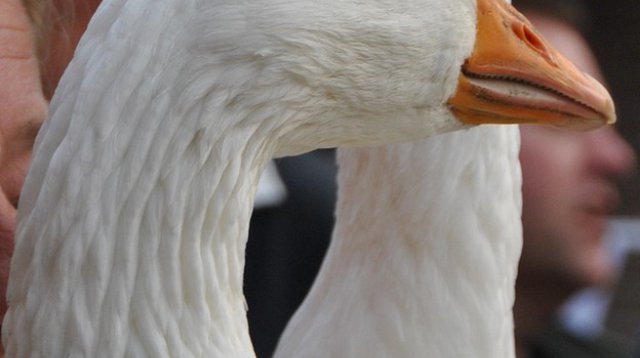Kans met een Gans (zondag 22 oktober 2017)